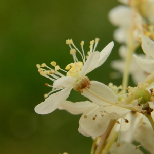 Photographie n°2068159 du taxon Filipendula vulgaris Moench [1794]