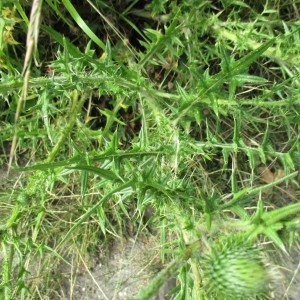 Photographie n°2069067 du taxon Cirsium vulgare (Savi) Ten.