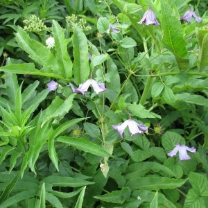 Photographie n°2069077 du taxon Clematis viticella L.