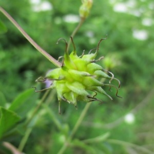 Photographie n°2069081 du taxon Clematis viticella L.