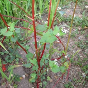 Photographie n°2069108 du taxon Fagopyrum esculentum Moench