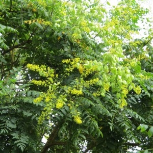 Photographie n°2069276 du taxon Koelreuteria paniculata Laxm.