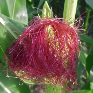 Zea mays L. (Maïs)