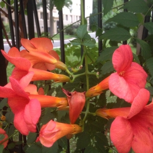 Photographie n°2070981 du taxon Campsis radicans (L.) Bureau [1864]