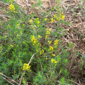 Photographie n°2071290 du taxon Galium verum L. [1753]