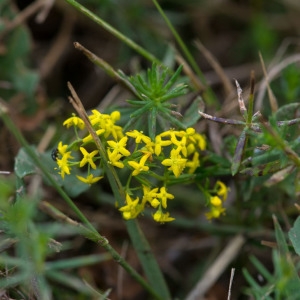 Photographie n°2071292 du taxon Galium verum L. [1753]