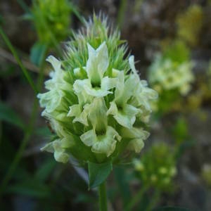 Photographie n°2072533 du taxon Sideritis hyssopifolia L. [1753]