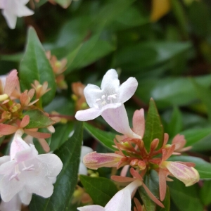 Abelia rupestris var. grandiflora Rovelli ex André