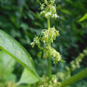 Photographie n°2072814 du taxon Rumex crispus L. [1753]