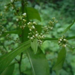 Photographie n°2072815 du taxon Rumex crispus L. [1753]