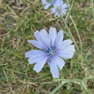 Photographie n°2072966 du taxon Cichorium intybus L. [1753]