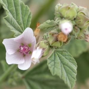 Photographie n°2073342 du taxon Althaea officinalis L. [1753]