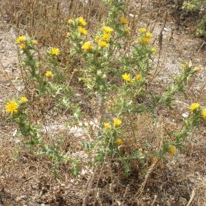 Photographie n°2074534 du taxon Scolymus hispanicus L. [1753]