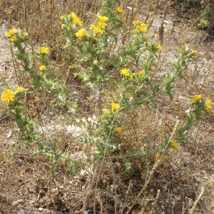 Photographie n°2074535 du taxon Scolymus hispanicus L. [1753]