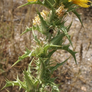 Photographie n°2074539 du taxon Scolymus hispanicus L. [1753]