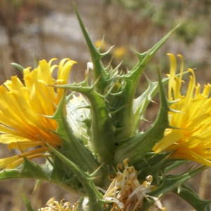 Photographie n°2074541 du taxon Scolymus hispanicus L. [1753]