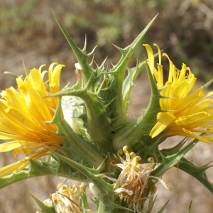 Photographie n°2074544 du taxon Scolymus hispanicus L. [1753]