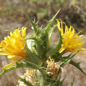 Photographie n°2074545 du taxon Scolymus hispanicus L. [1753]