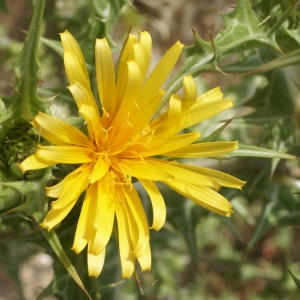 Photographie n°2074547 du taxon Scolymus hispanicus L. [1753]