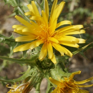 Photographie n°2074548 du taxon Scolymus hispanicus L. [1753]