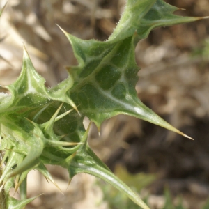 Photographie n°2074550 du taxon Scolymus hispanicus L. [1753]