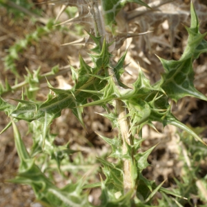 Photographie n°2074554 du taxon Scolymus hispanicus L. [1753]