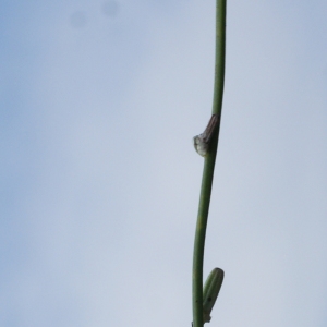 Photographie n°2074595 du taxon Chondrilla juncea L. [1753]