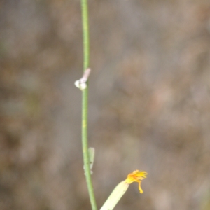 Photographie n°2074606 du taxon Chondrilla juncea L. [1753]