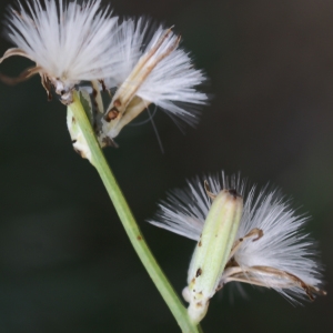 Photographie n°2074616 du taxon Chondrilla juncea L. [1753]