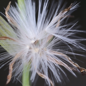 Photographie n°2074622 du taxon Chondrilla juncea L. [1753]