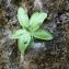  Jean-Christophe MARCHAND - Pinguicula longifolia subsp. caussensis Casper [1962]