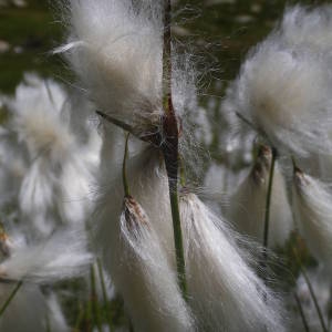 Photographie n°2077317 du taxon Eriophorum angustifolium Honck. [1782]