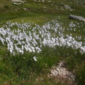 Photographie n°2077319 du taxon Eriophorum angustifolium Honck. [1782]