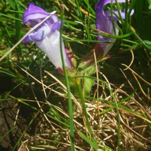 Photographie n°2077433 du taxon Prunella grandiflora (L.) Schöller