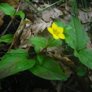 Photographie n°2077450 du taxon Lysimachia nemorum L. [1753]