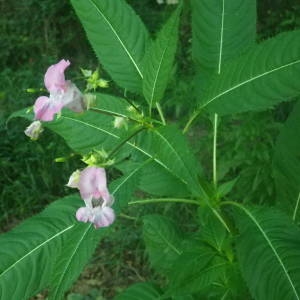 Photographie n°2077536 du taxon Impatiens glandulifera Royle [1833]