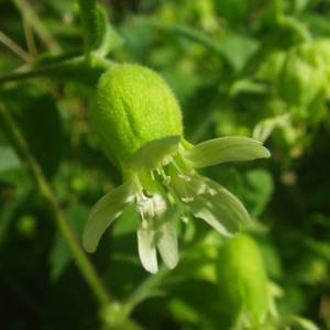 Photographie n°2077538 du taxon Silene baccifera (L.) Roth [1788]