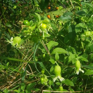 Photographie n°2077545 du taxon Silene baccifera (L.) Roth [1788]