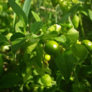 Photographie n°2077549 du taxon Silene baccifera (L.) Roth [1788]