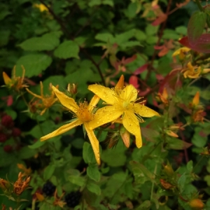 Photographie n°2077611 du taxon Hypericum perforatum L. [1753]