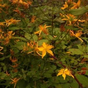 Photographie n°2077612 du taxon Hypericum perforatum L. [1753]