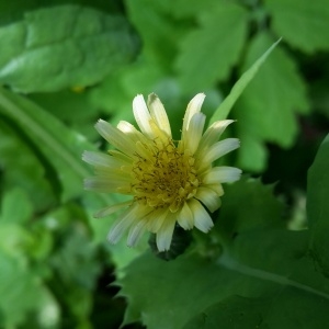 Photographie n°2077773 du taxon Sonchus oleraceus L. [1753]