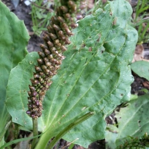 Photographie n°2077778 du taxon Plantago major L. [1753]