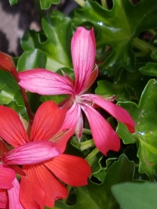 Alexis JOLY, le 22 juillet 2017 (Craponne-sur-Arzon)