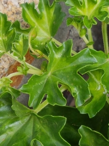 Alexis JOLY, le 22 juillet 2017 (Craponne-sur-Arzon)