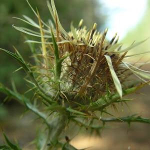 Photographie n°2078527 du taxon Carlina vulgaris L. [1753]