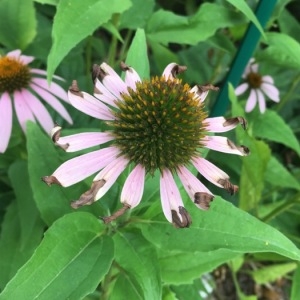 Photographie n°2078556 du taxon Echinacea purpurea (L.) Moench [1794]