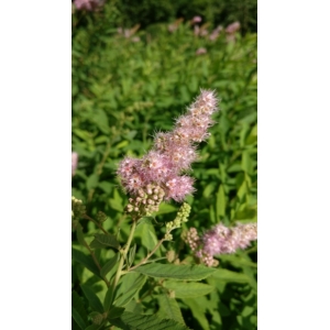 Spiraea tomentosa L. (Hardhack)