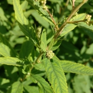 Photographie n°2079142 du taxon Spiraea tomentosa L. [1753]