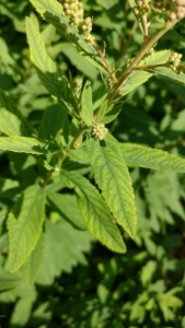 Daniel COQUETTE, le 22 juillet 2017 (Saint-Amand-les-Eaux)